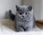 British Shorthair Male Kitten