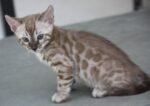 Asti Bengal Female Kitten