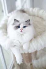 Wonder Ragdoll Female Kitten