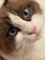 Wave Ragdoll Female Kitten