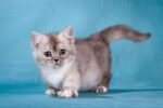 Xylia Shorthair Female Kitten