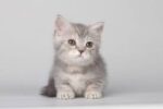 Munchkin Shorthair Female Kitten