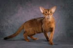 Abyssinian Male Kitten