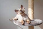 Devon Rex Male Kitten