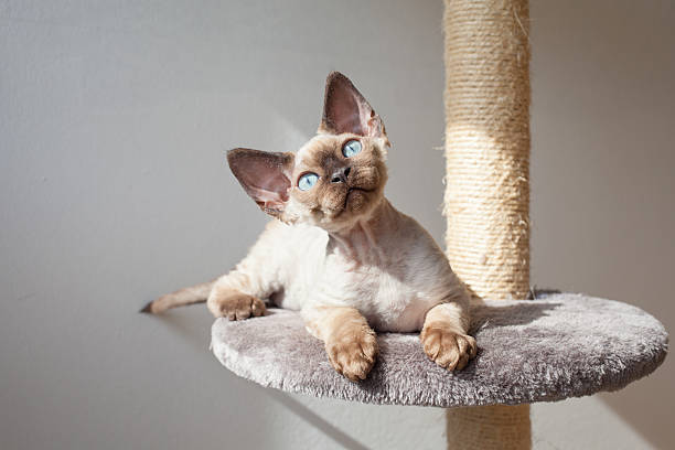 Devon Rex Male Kitten Devon Rex Male Kitten